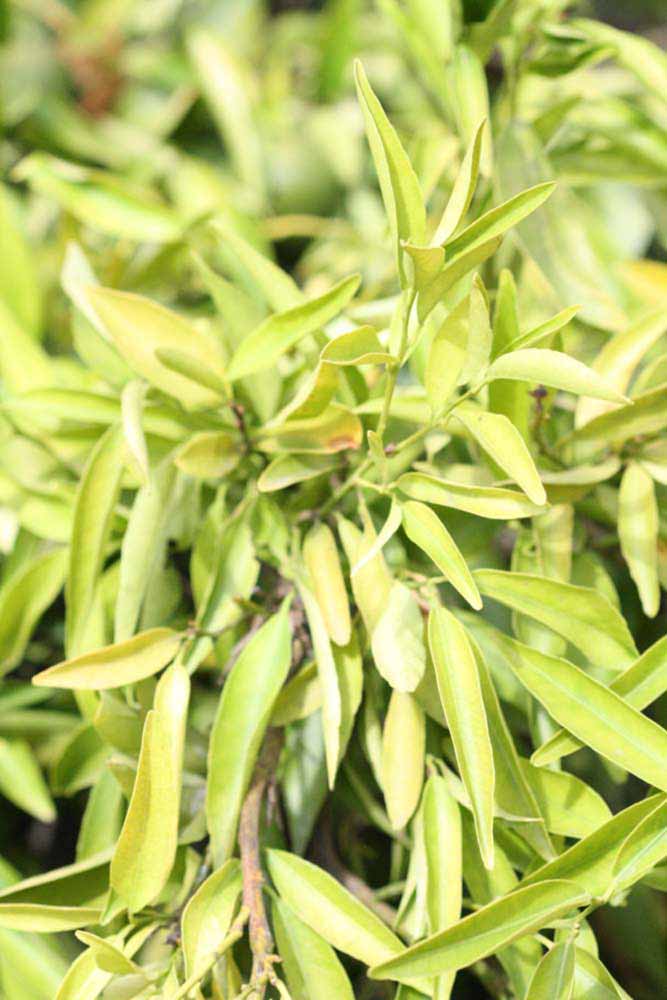              Sun leaves (Riverside, CA)       